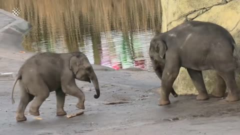 funny baby elephant