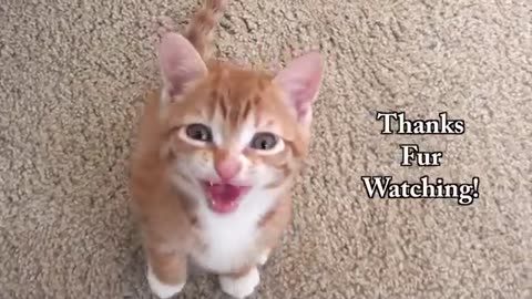 7 Cat sounds and What They Mean