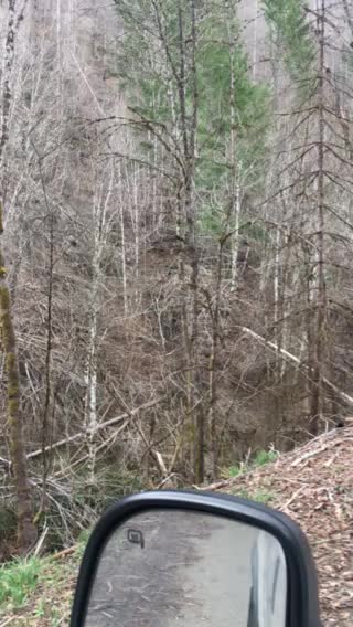 The terrible shape of the Oregon forests march of 2019!