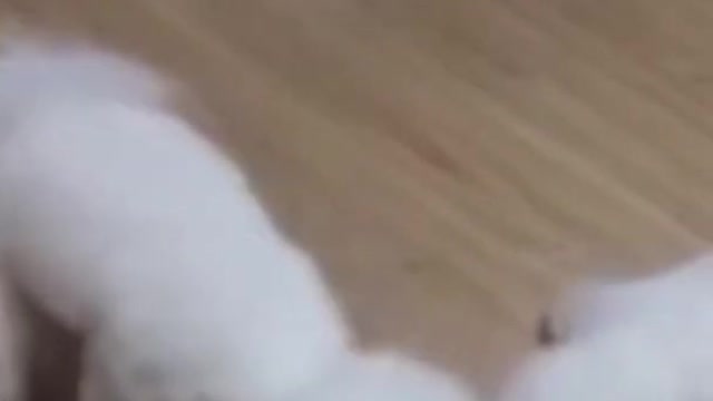 Cute Dogs Playing!