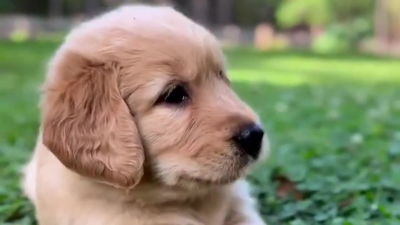 Puppy Plays on Grass!