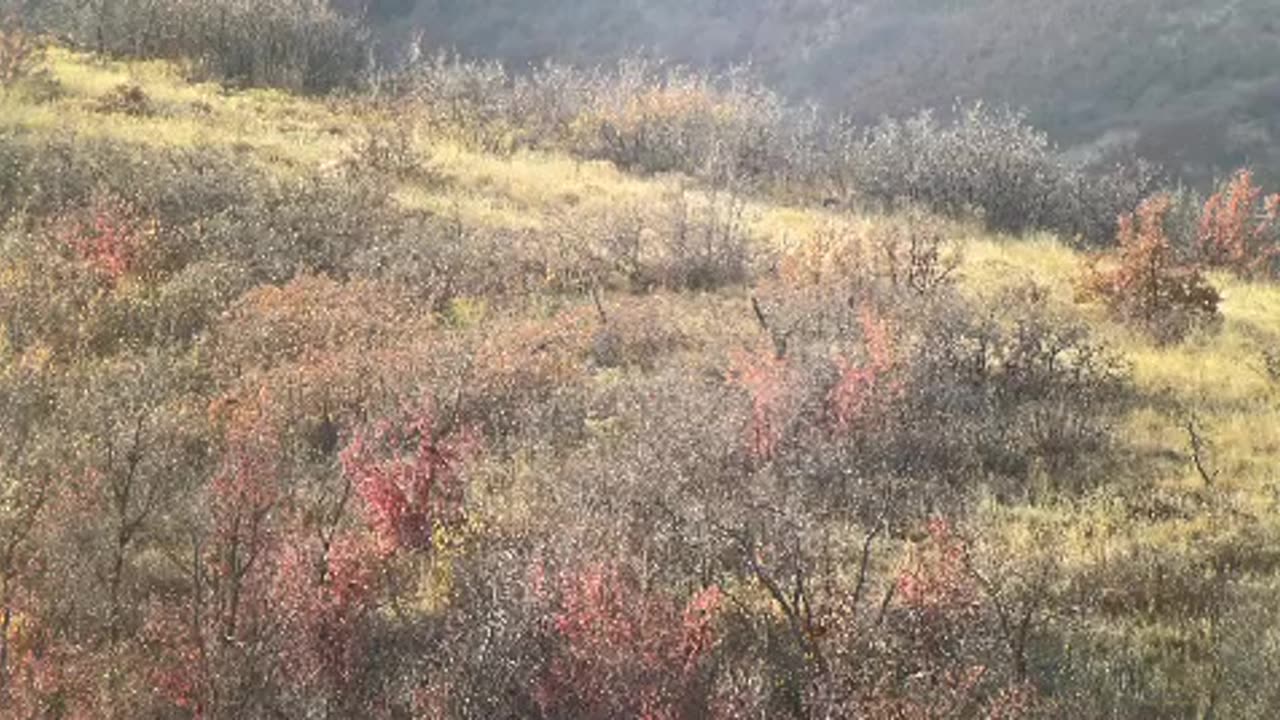 700 yards on boys first Mule Deer DEAD // Killshot Hunting