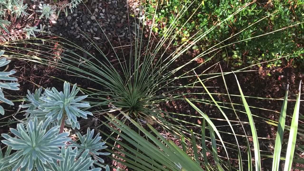 Wrong name. Its actually Dasylirion longissimum. This thing