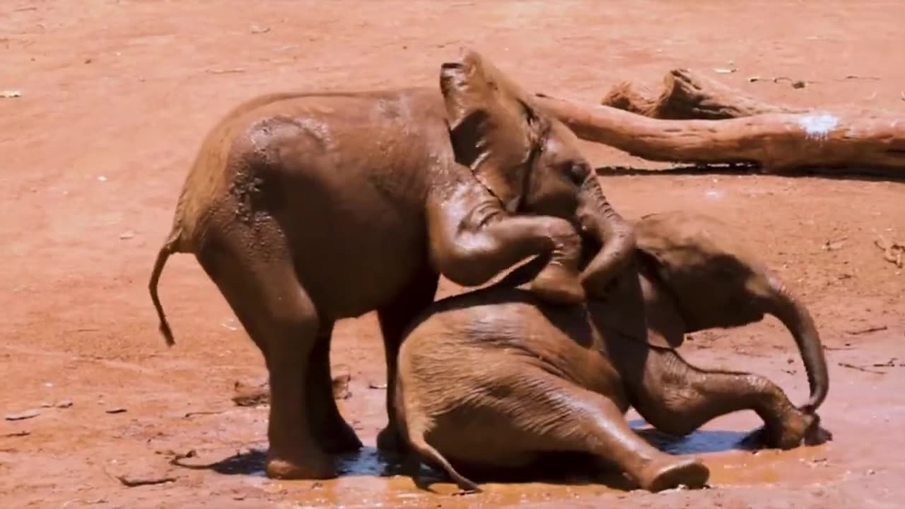 learn wild animals name in english -- cute animals name - animals video for kids