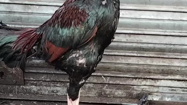 Beautiful Rooster 🐓 Video By Kingdom of Awais