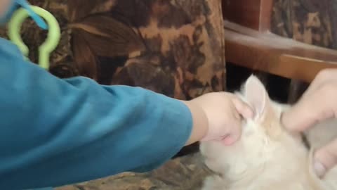 Baby boy playing with his pet.