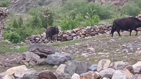 Morning view Astor valley Gilgit