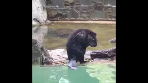 Birch Gets a Surprise Welcome to American Trail!