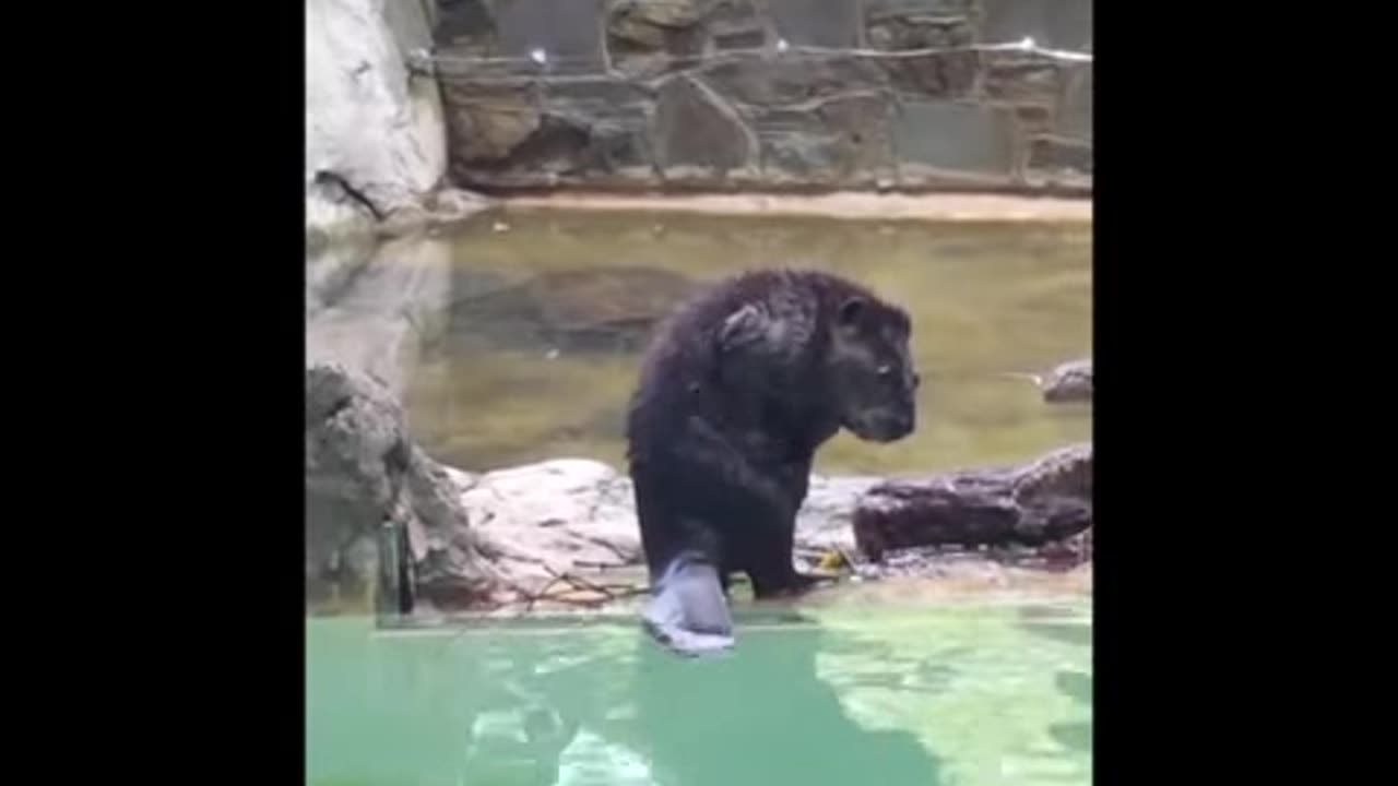 Birch Gets a Surprise Welcome to American Trail!