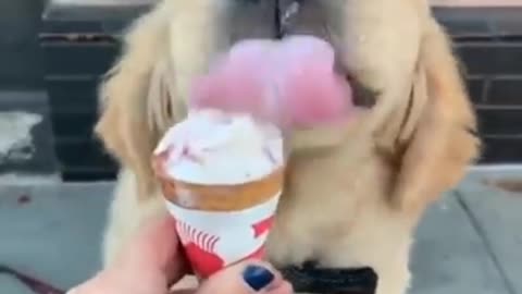 Puppy eat ice cream and enjoy