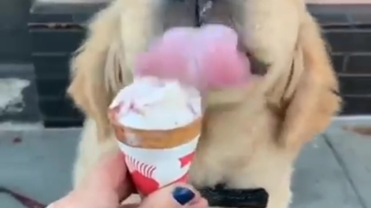 Puppy eat ice cream and enjoy