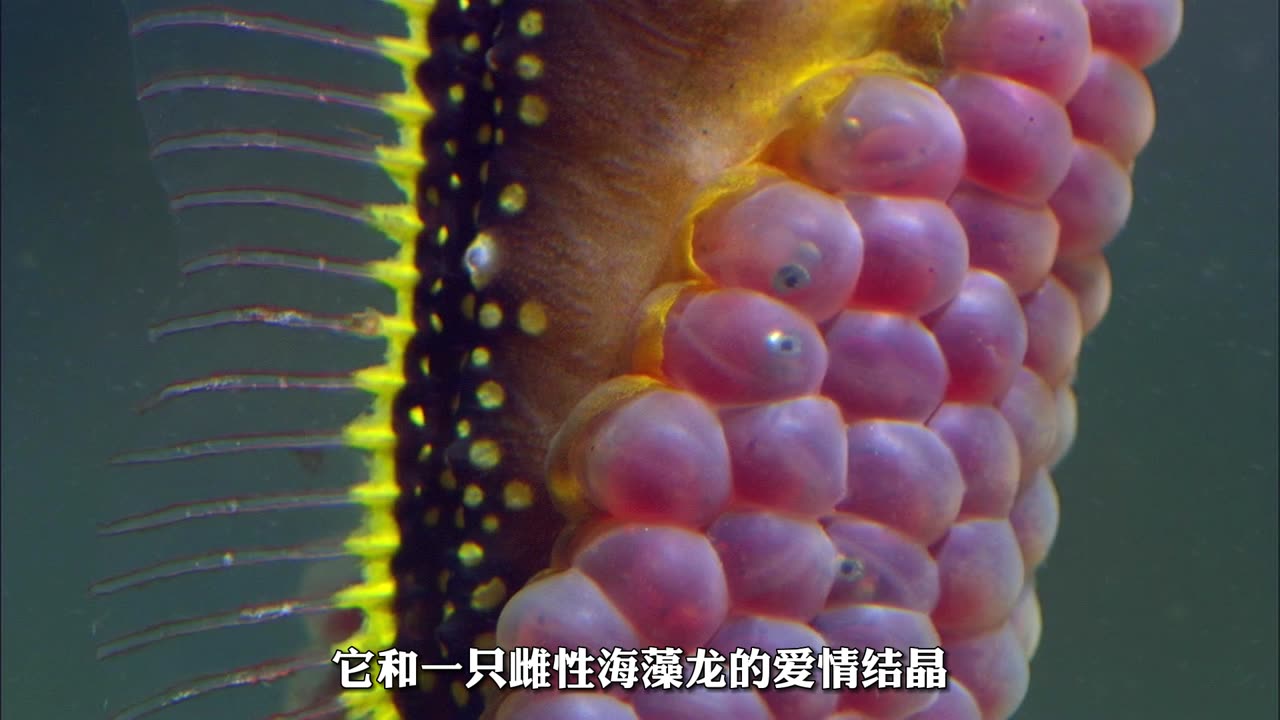 The Wonders of the Pregnant Seahorse: A Fascinating Journey of Life