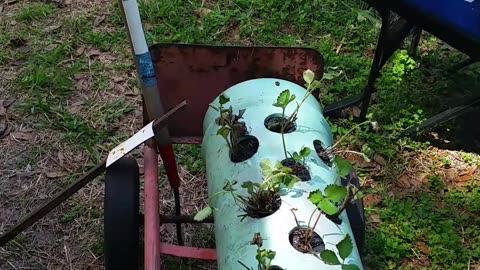 Strawberry Planter Experiment pt. 3