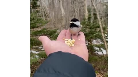 Black-capped Chickadees - Shubie Park, Dartmouth, Nova Scotia