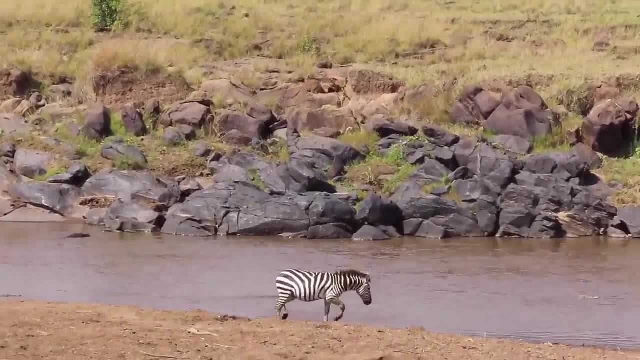 Grevy's Zebra