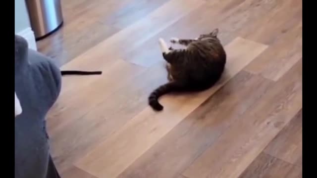 The cat eventually fell off