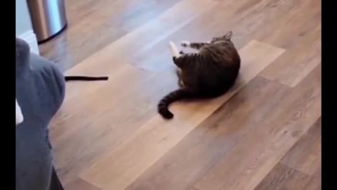 The cat eventually fell off