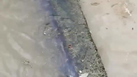Amazing best fishing technique fishing videos