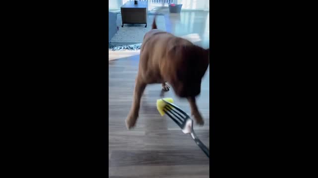 Massive pit bull tries pineapple for the first time #Shorts