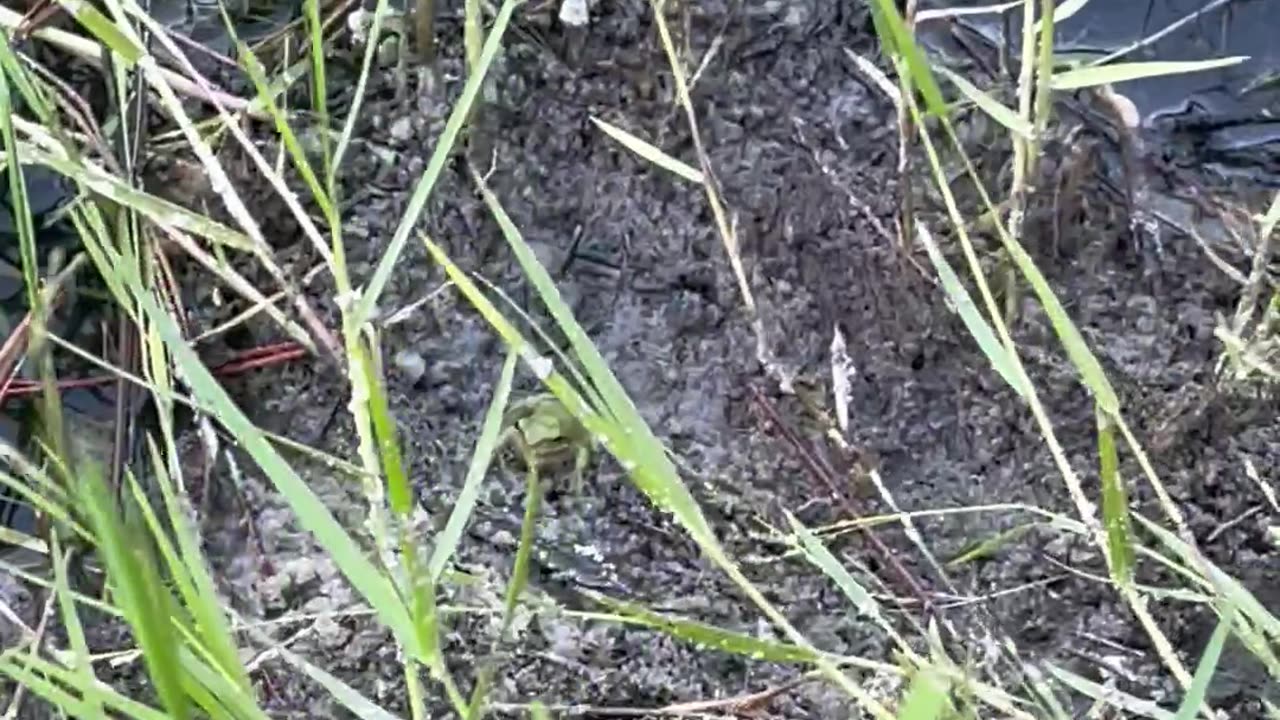 Dehydrated frog gets water part 2