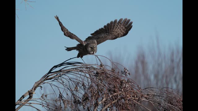 Great Gray Owl In Flight