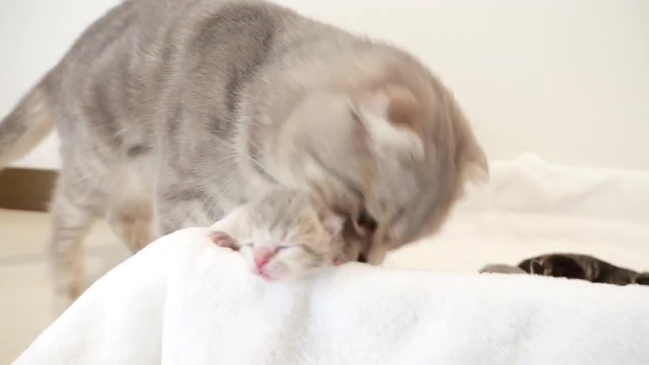 Kitten desperately looking for mommy cat