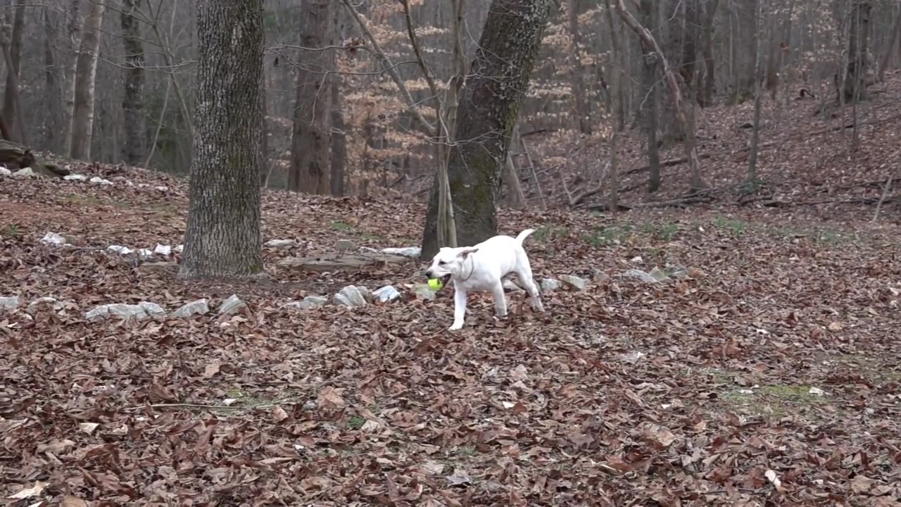 puppy playing -3