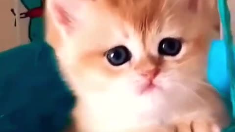 Baby cat swinging in basket.