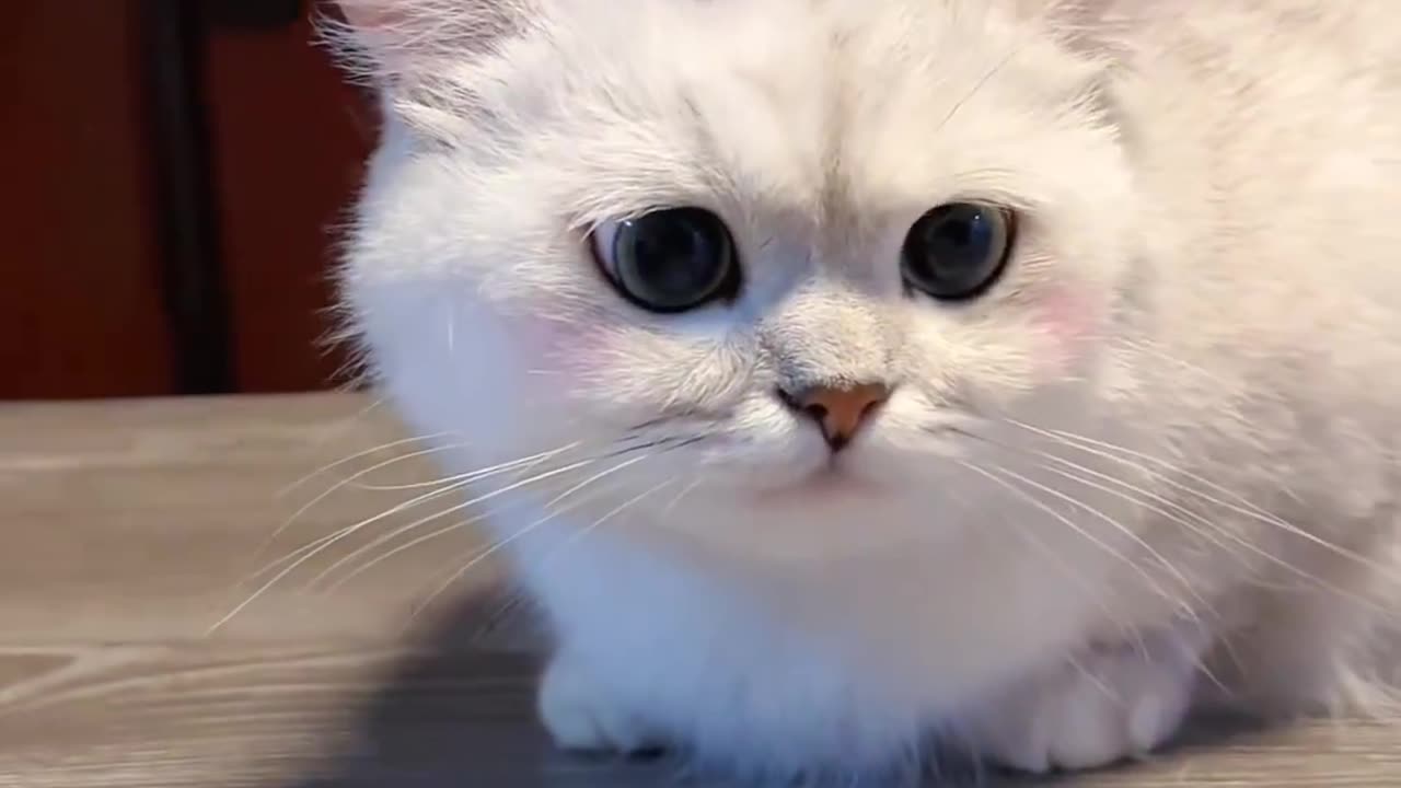 This cat is cute