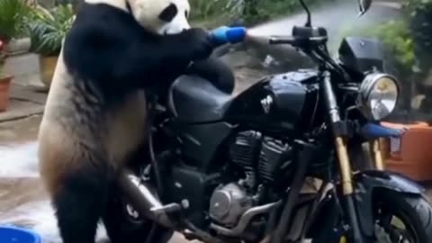 Panda is washing the bike 🐼🚴🏻‍♀️-