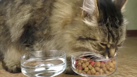 Cat eats and drinks