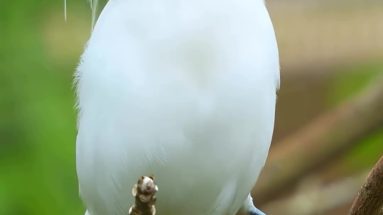 The most beautiful myna, dressed in white with long flowing hair and blue sunglass