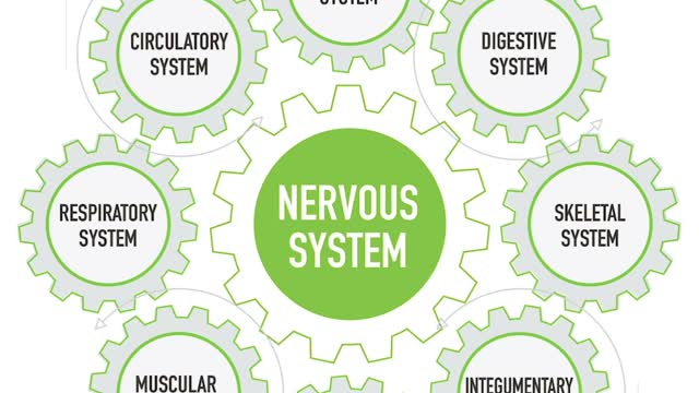 Your Body Function
