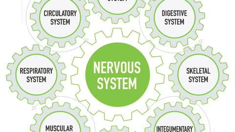 Your Body Function