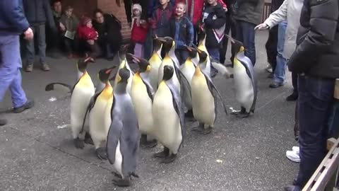 Penguin Walk - Zoo Basel