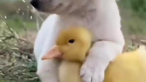 Cute puppy playing with duckling