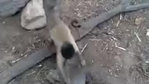 Monkey with knife