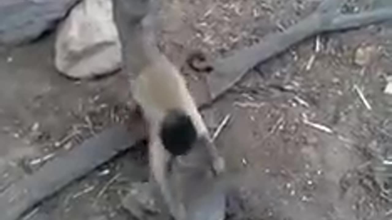 Monkey with knife