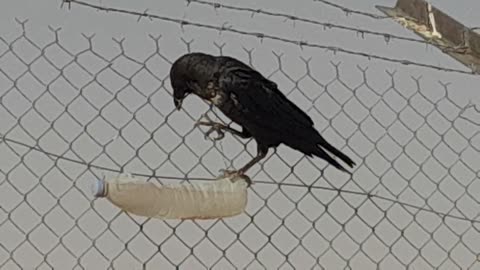 Crow drinking water in desert