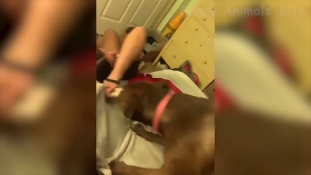 Funniest Cats And Dogs Videos - Best Funny Animal Videos 2022 😇