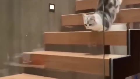 Funny cat
