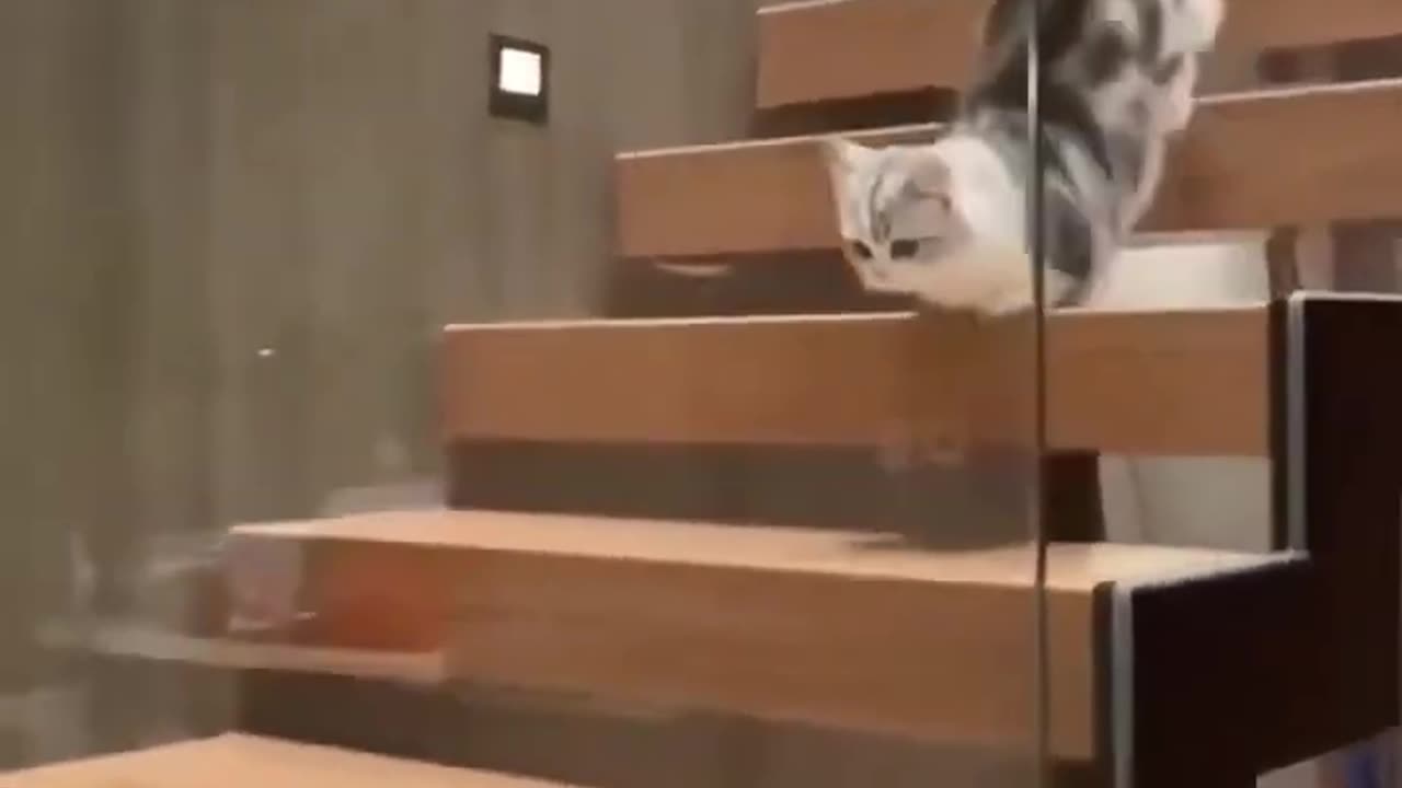 Funny cat
