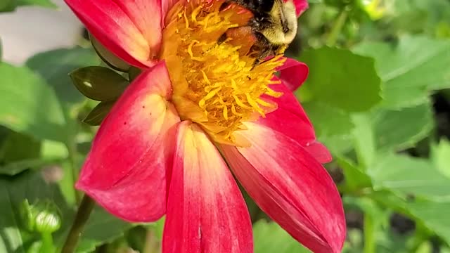 Bee on a beautiful flower