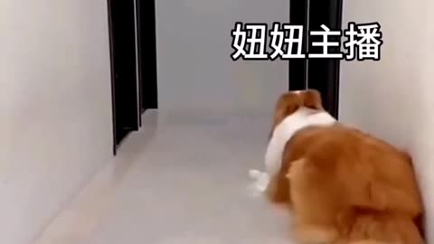Funny animal video