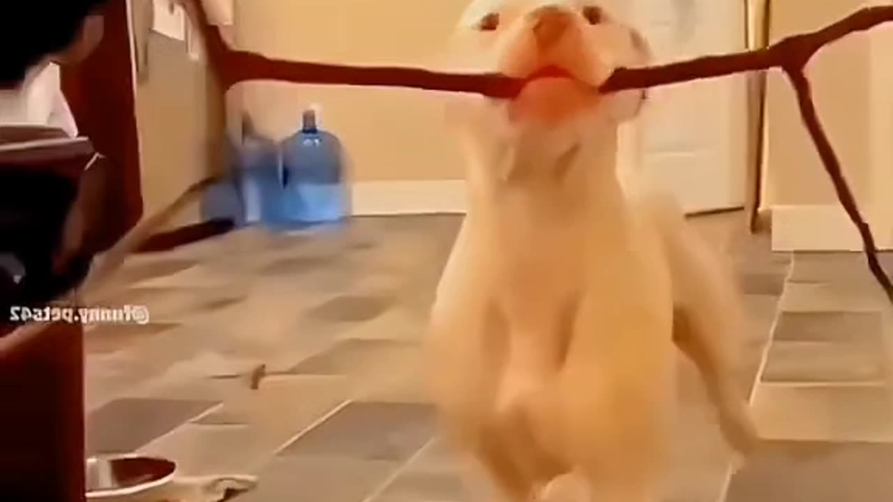 Cute and funny pets compliation video🤣❤️