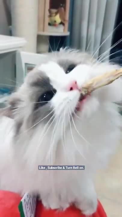 Ohh Its Fish Fish🐠