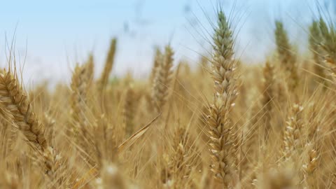 A mass of straw