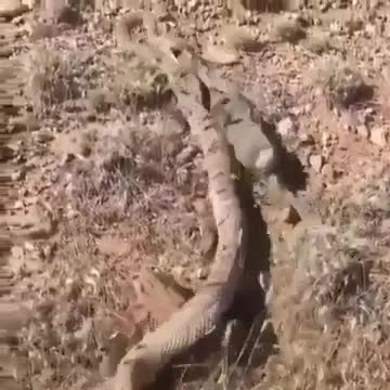 Wildlife animal top video knowledge 6