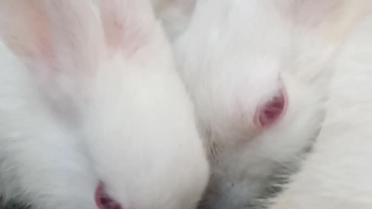 All rabbits eating grass with mother