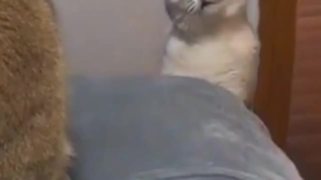 🔥Funniest Cats And Dogs Videos - 🔥Best Funny Animal Videos 2022🔥